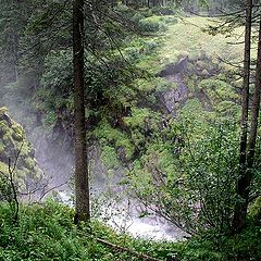 photo "Wet Forest"