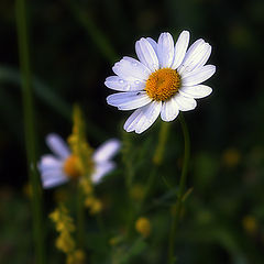photo "Untitled photo"
