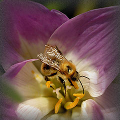 photo "The fluffy visitor"