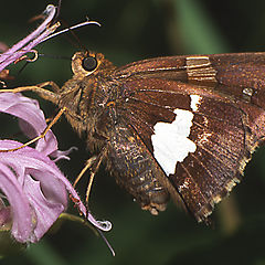 фото "Silver-spotted Skipper"