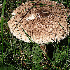 photo "Mushroom "umbrella""