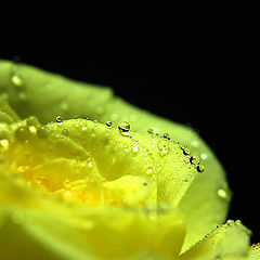 photo "a rose of grief...  or tears of love..."