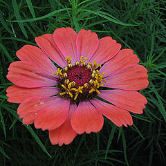 photo "flower in herb"