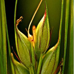 photo "Corn"