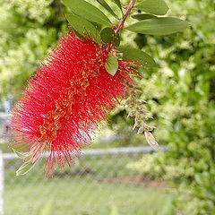 фото "brush flower"