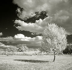 photo "iR dreams"