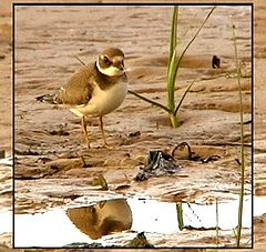 фото "Evening on the beach-2 (Ringed Plover)"