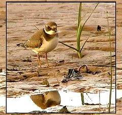 photo "Evening on the beach-2 (Ringed Plover)"