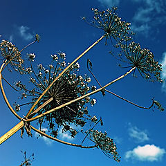 photo "In the Blue Skies"