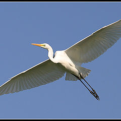 photo "Serial Killer - Great Egret - Egretta alba"