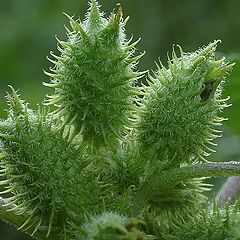 photo "Green and prickly"