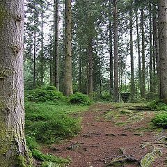 фото "Wet Forest - 2"