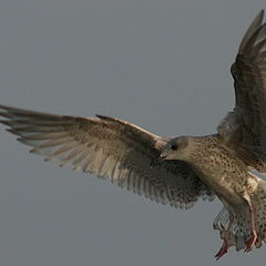 photo "Flight of the Sea gull"