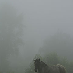 photo "Horse in a fog"