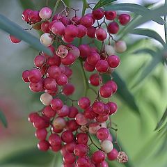 photo "Red pearls"