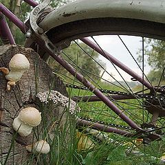photo "Landscape with mushrooms and bicycle"