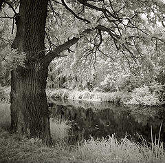 photo "iR dreams"