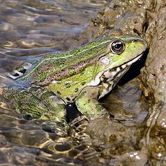 photo "Akhtuba. A simple-frog"