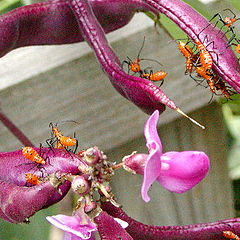 фото "orange bugs"