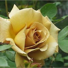 фото "Butterscotch rose"