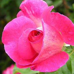 photo "Rose"