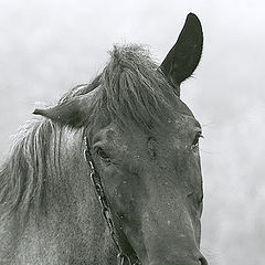 photo "Portrait “Horses in a fog”"