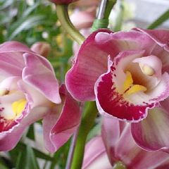 фото "Orquidea"