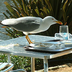 photo "Sea-gull Banquet"