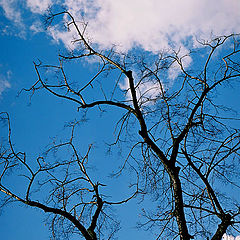 photo "DRY TREE"