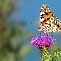 photo "On a meadow"