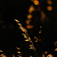 photo "plant in the sun set"