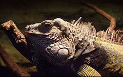 photo "... Iguana ..."