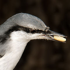 photo "Portrait. (Sitta europaea)"