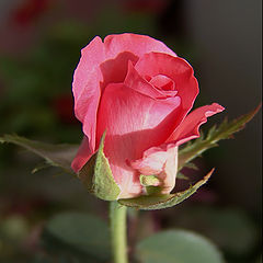 photo "Rosebud"