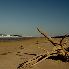 фото "Pedra do Sal Beach, PI, Brazil"