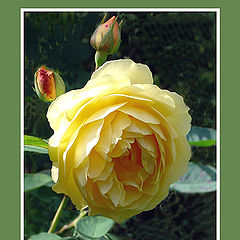 фото "Yellow Austinrose in autumn."