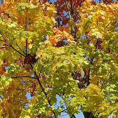 photo "Natural traffic light"