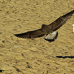 photo "Levelling fly"