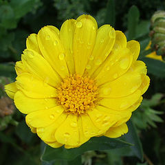 photo "Calendula"