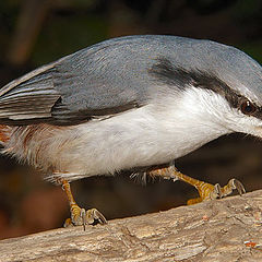 photo "Oh! Sunflower seeds!"