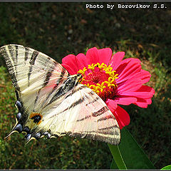 photo "Big butterfly"