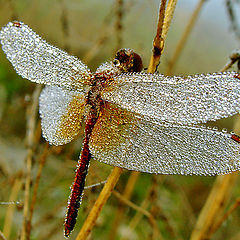 photo "Crystal Dragonfly"