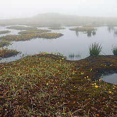 photo "Misty Pond"