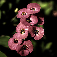 photo "Something about a flowers at night time"