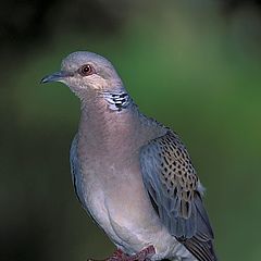 фото "TORTOLA COMUN"