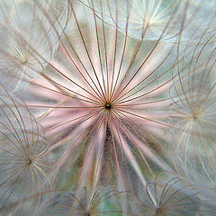 photo "Dandelion"