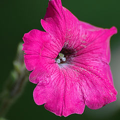 photo "The Red Flower"