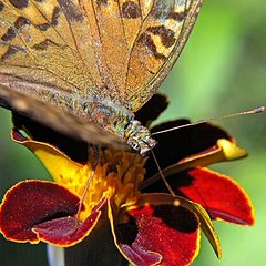 photo "Butterfly colors"