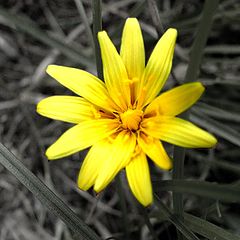 фото "Yellow"