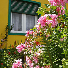 фото "...window with flowers..."